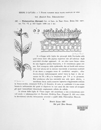 Tuberculina sbrozzii image